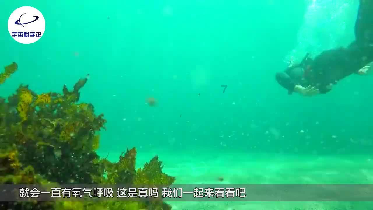 寻找萌小老虎